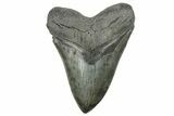 Huge, Fossil Megalodon Tooth - South Carolina #226642-1